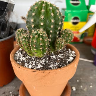 Little Nipple Cactus plant in Delray Beach, Florida