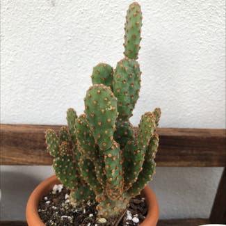 Miniature Cinnamon Cactus plant in Delray Beach, Florida