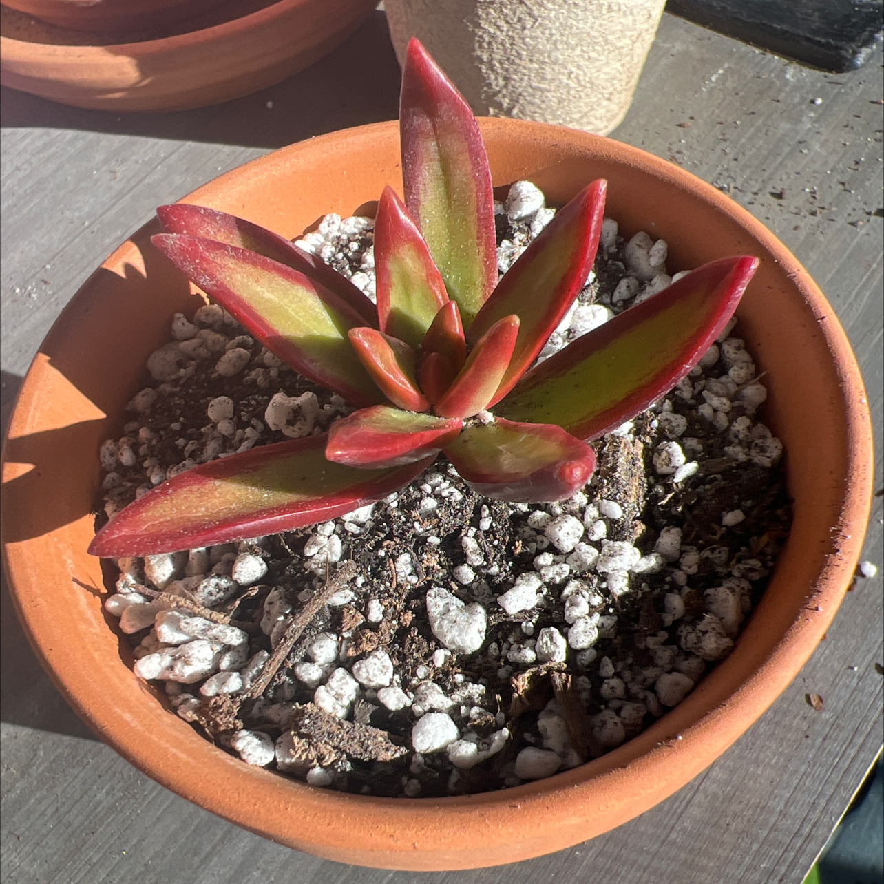 Photo of the plant species Sedum 'Firestorm' by @Kfab named Aphrodite on Greg, the plant care app