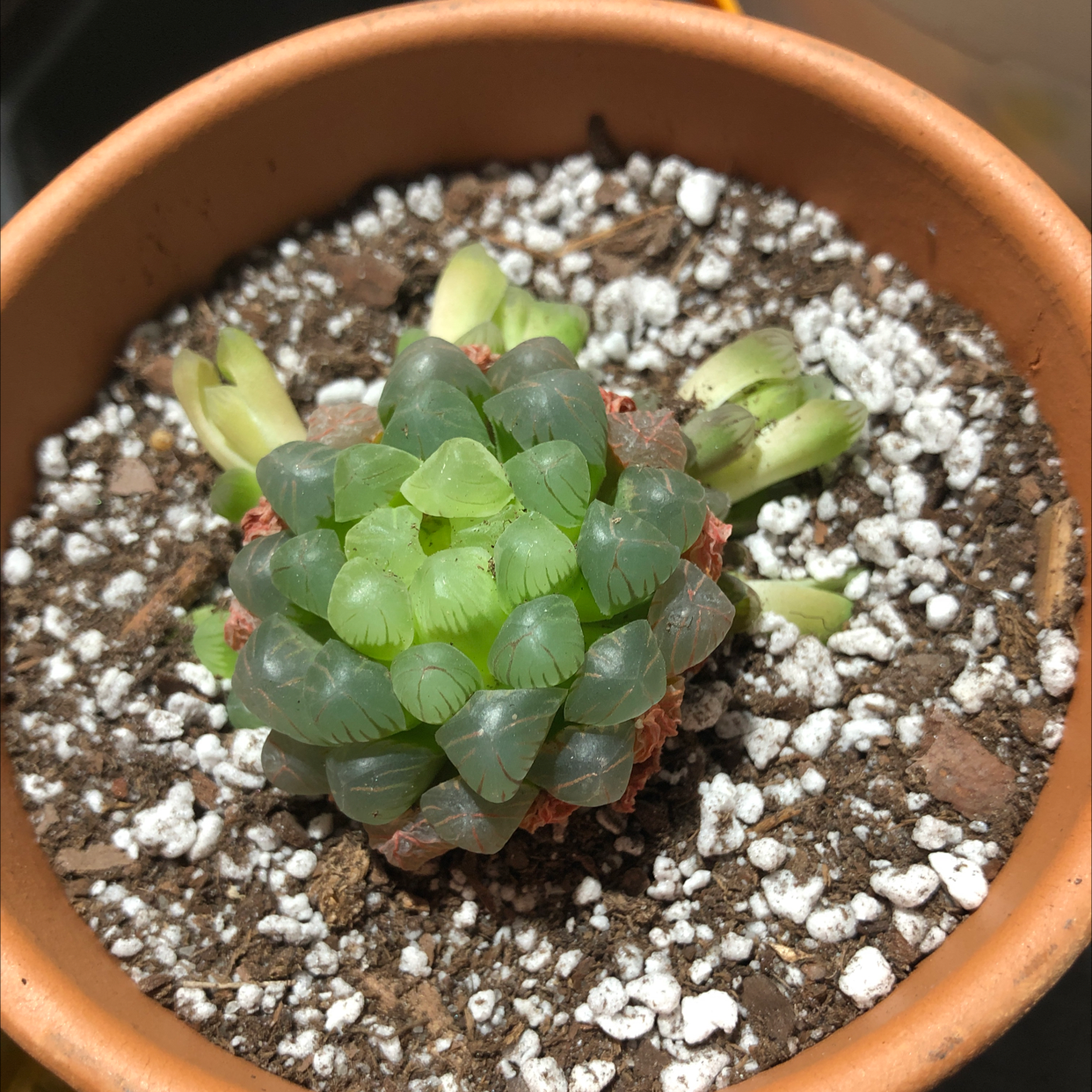 Haworthia cooperi plant in a terracotta pot with visible soil.