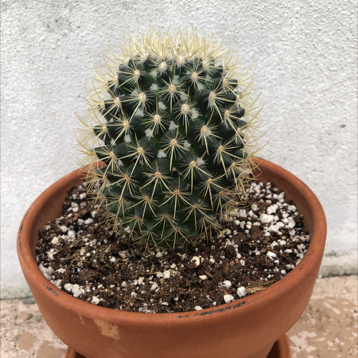 Little Nipple Cactus in a terracotta pot with visible soil, appearing healthy.