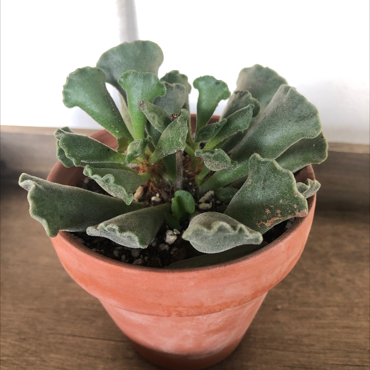 Pillow Feet Crinkle Leaf Plant in a terracotta pot with healthy, crinkled leaves.