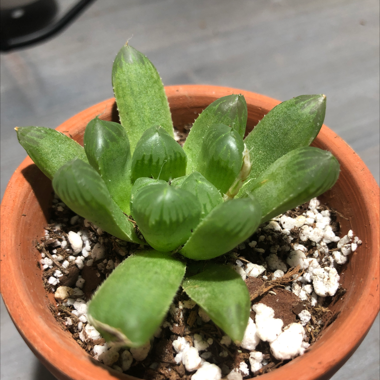 Haworthia cooperi plant in a terracotta pot with healthy green leaves.