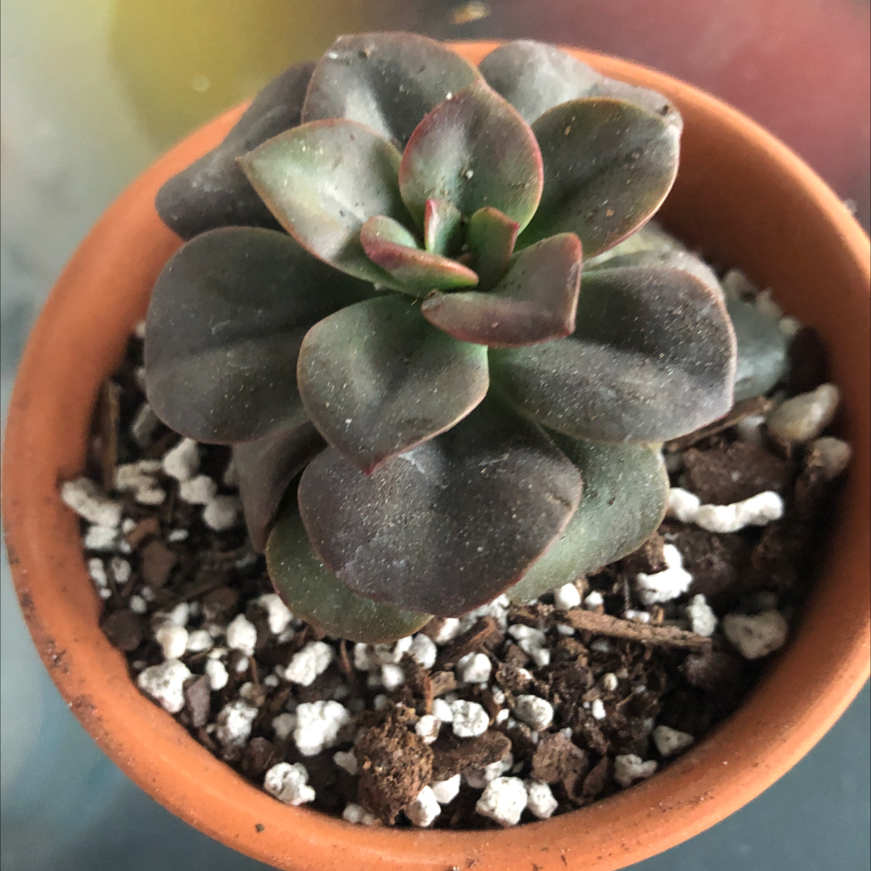 Echeveria 'Chroma' succulent in a terracotta pot with visible soil and perlite.
