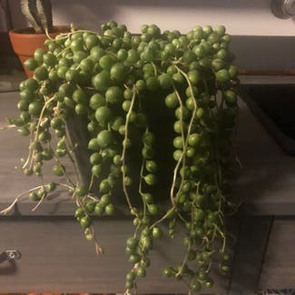 String of Pearls plant in Delray Beach, Florida