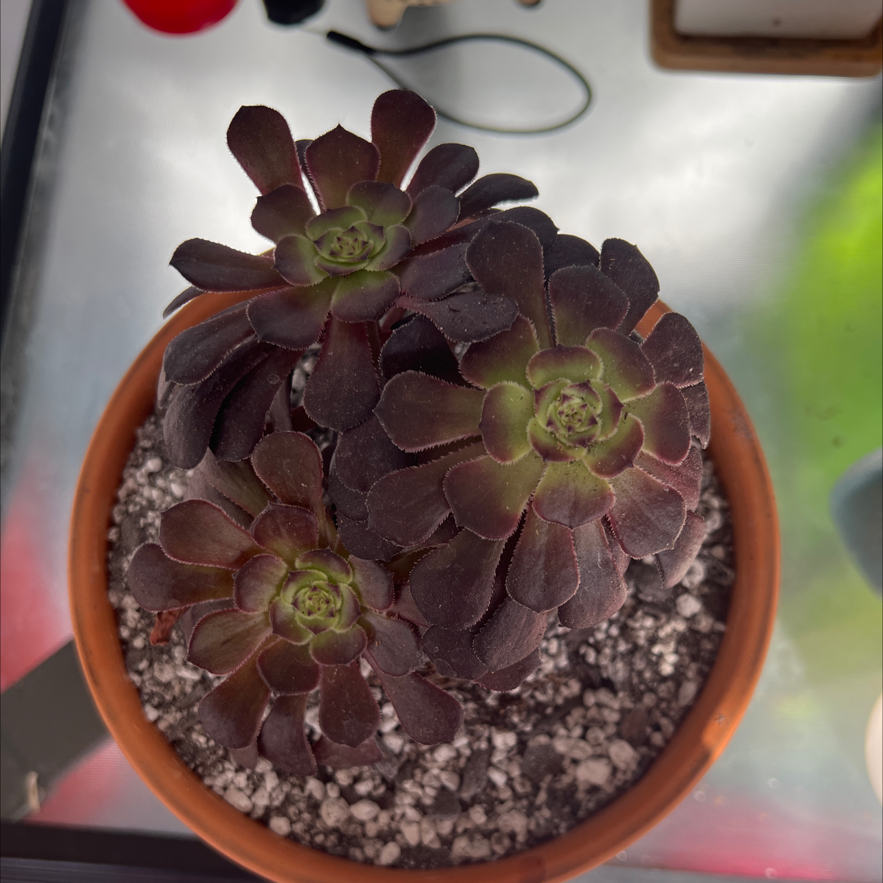 Potted Aeonium arboreum 'Zwartkop' with dark leaves, healthy condition.