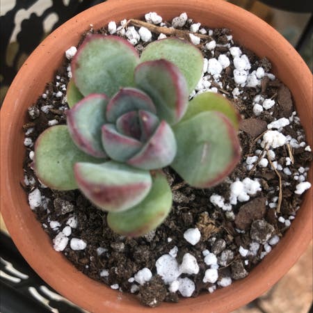 Photo of the plant species Echeveria 'Cris' by Kfab named Karma on Greg, the plant care app
