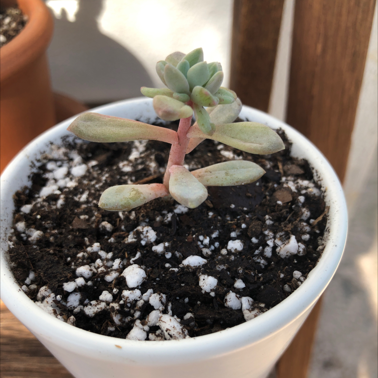 Echeveria 'Dusty Rose' succulent in a white pot with visible soil.