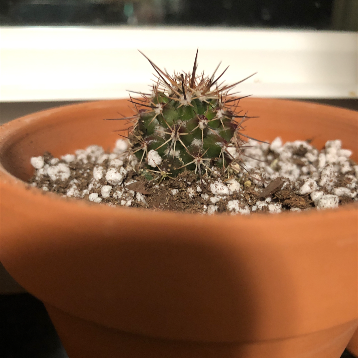 Photo of the plant species Mammillaria tenango del valle cactus by @Kfab named Otto on Greg, the plant care app