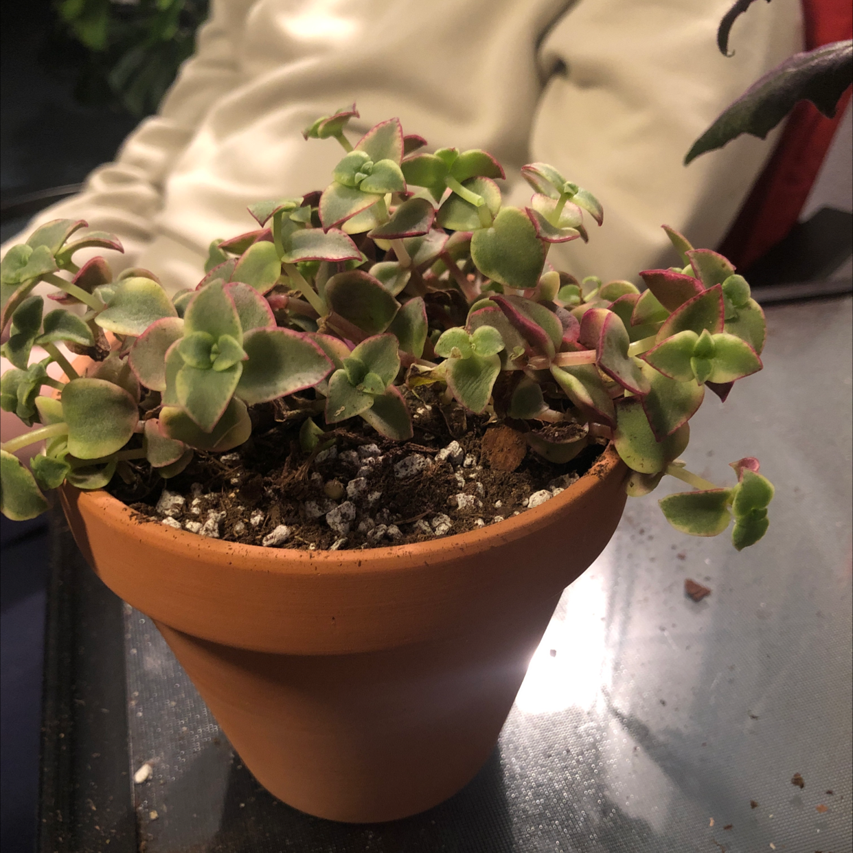 Potted Crassula Pellucida succulent plant with heart-shaped leaves edged in red, compact growth, in well-draining soil mix.