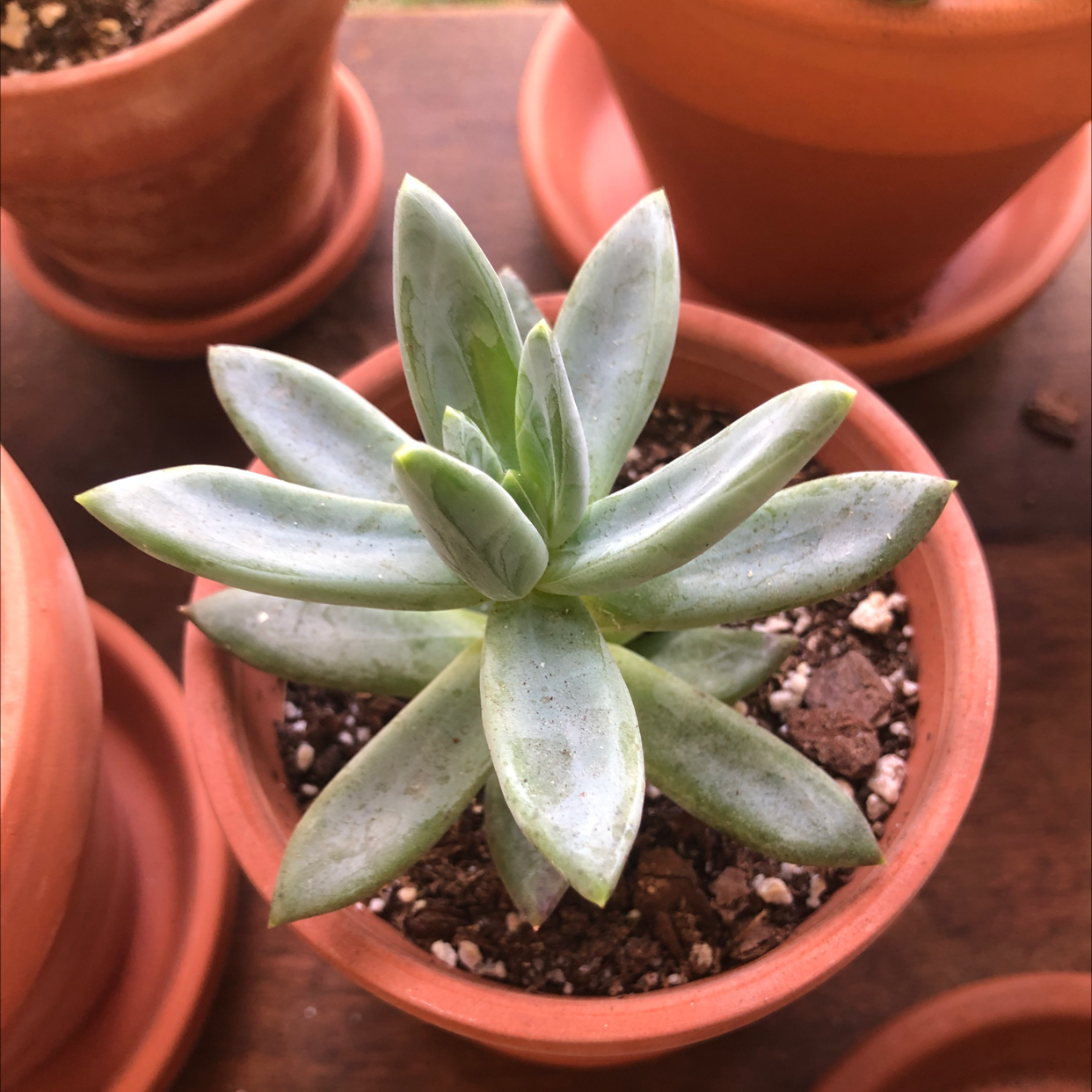 Healthy Little Jewel succulent in a terracotta pot with visible soil.