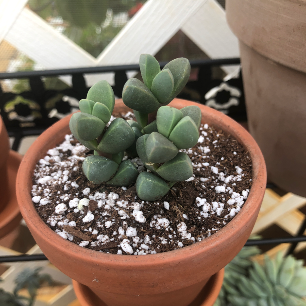 Photo of the plant species Ice plant by @Kfab named Fro zone on Greg, the plant care app