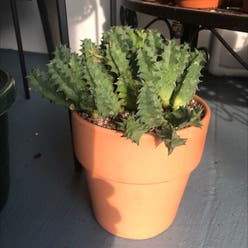 Lifesaver Cactus plant