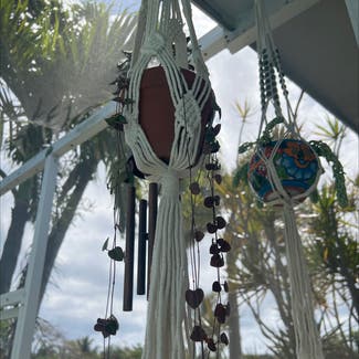 Chain of Hearts plant in Delray Beach, Florida