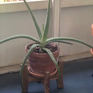 Aloe Vera plant in Delray Beach, Florida
