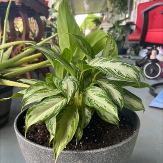 Chinese Evergreen plant in Delray Beach, Florida