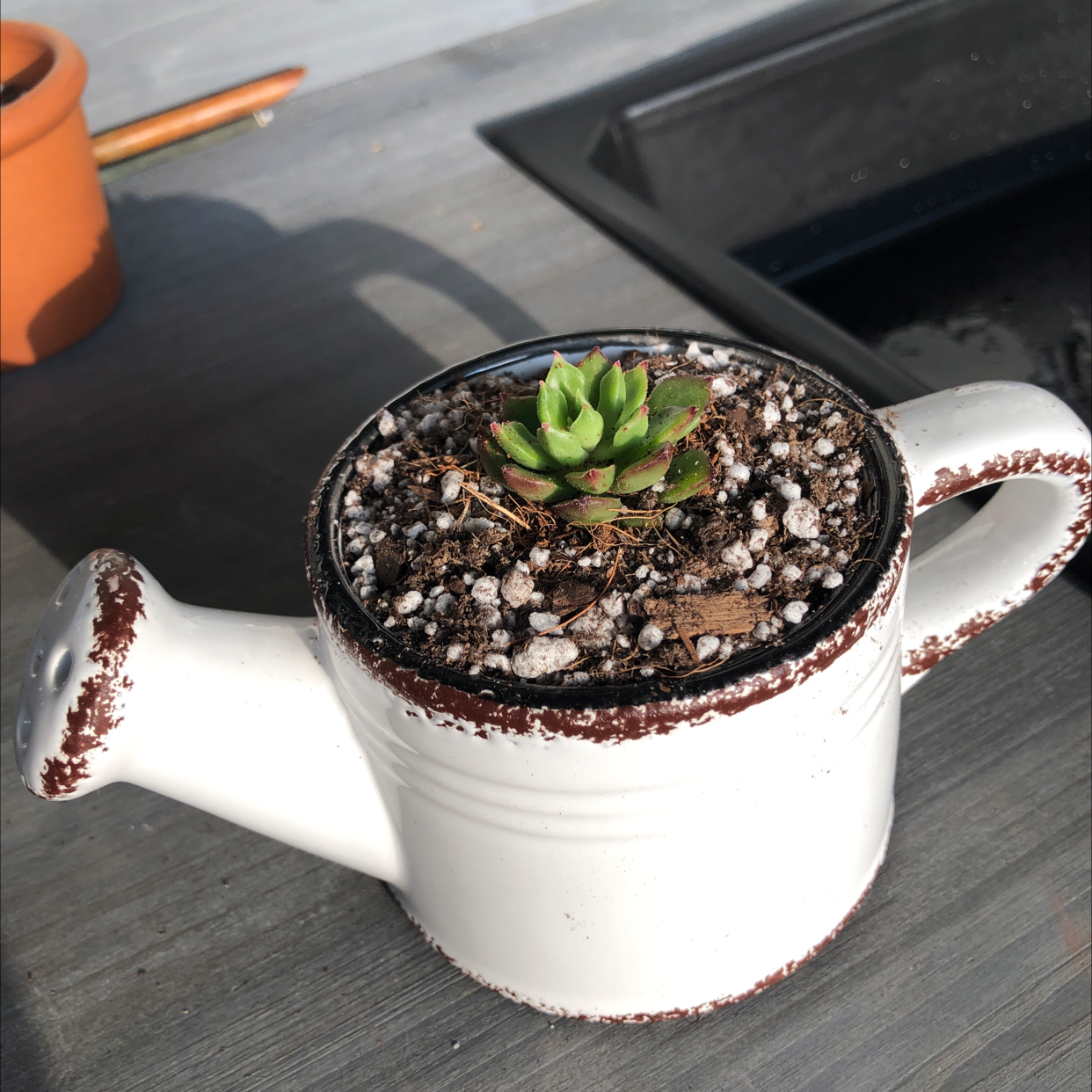 Sedeveria 'Letizia' succulent in a white watering can-shaped pot with visible soil.