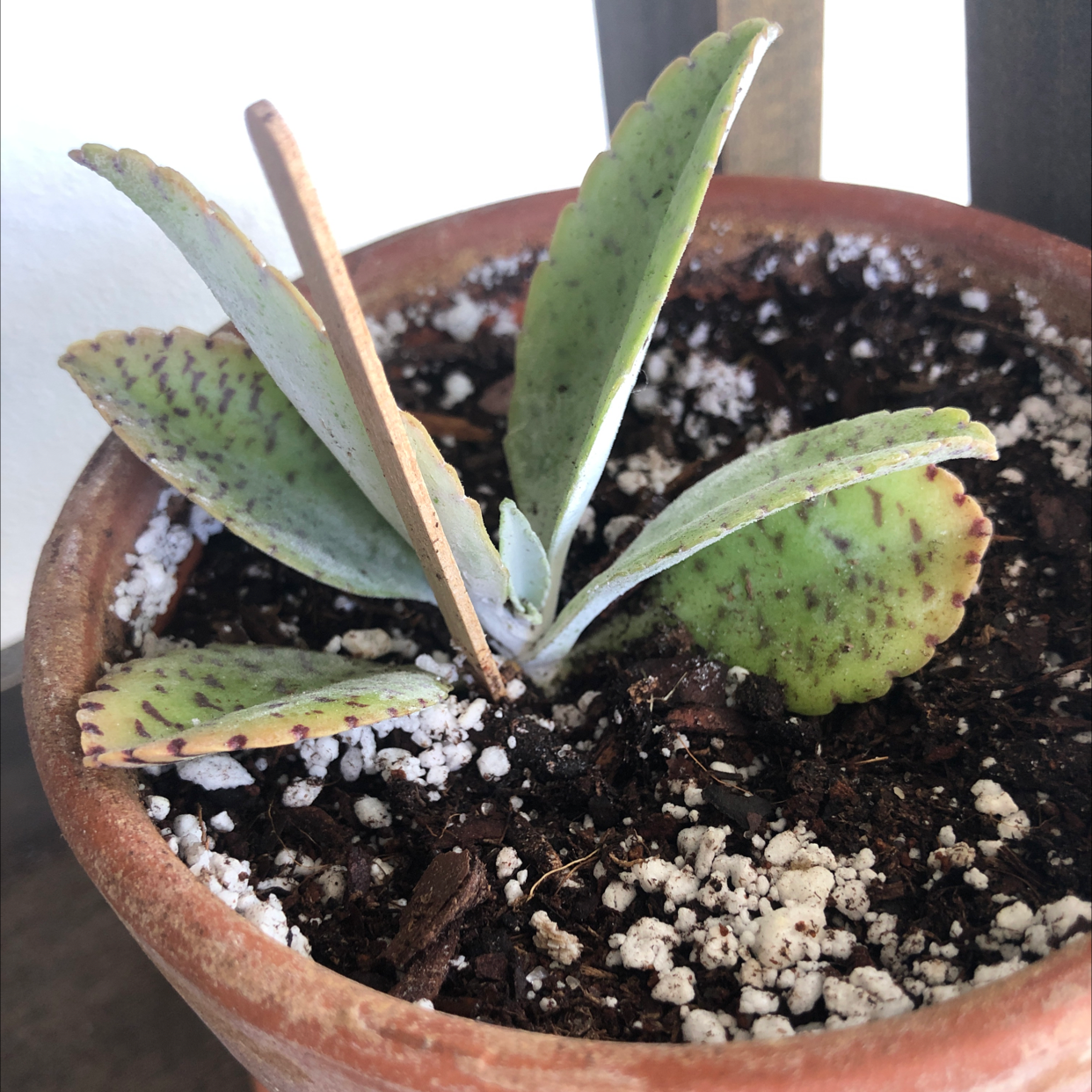 Photo of the plant species Donkey Ears by @Kfab named Horatio on Greg, the plant care app