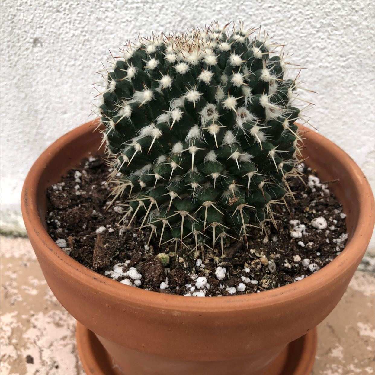 Mexican Pincushion cactus in a terracotta pot with visible soil.