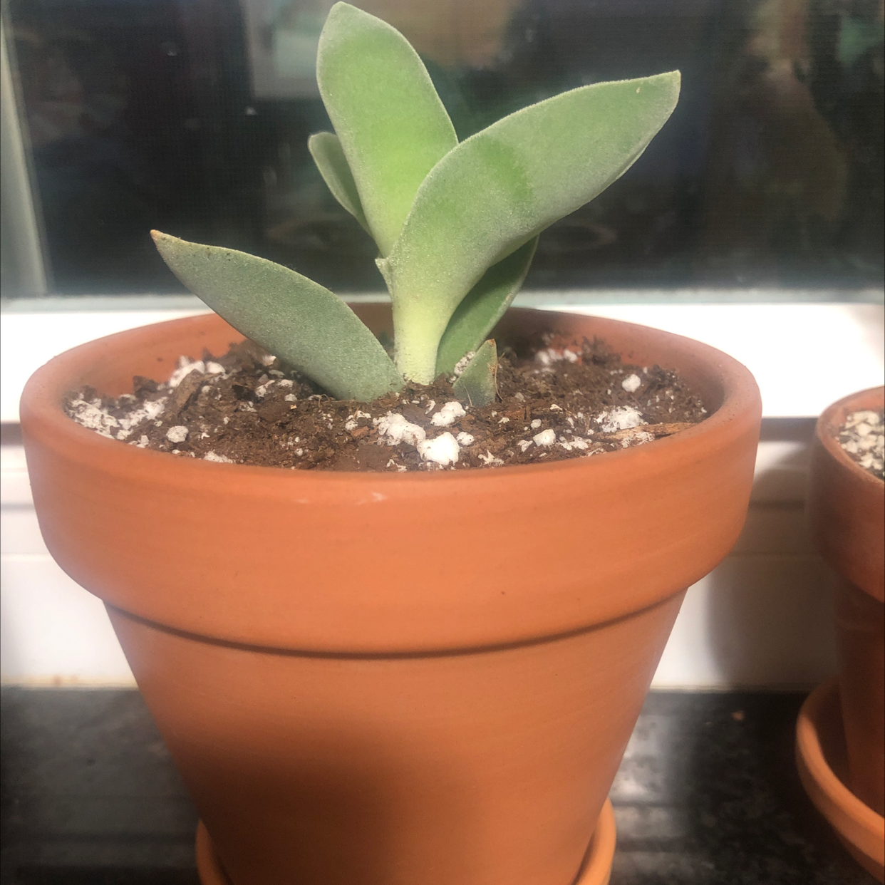 Propeller Plant in a terracotta pot with visible soil and healthy green leaves.