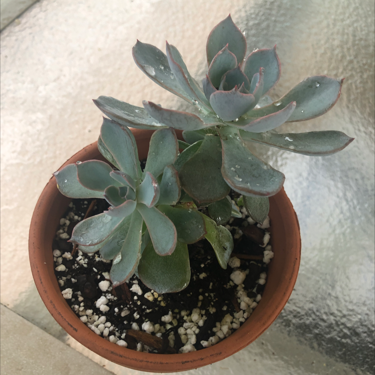Chalk Dudleya plant in a terracotta pot with visible soil and healthy leaves.