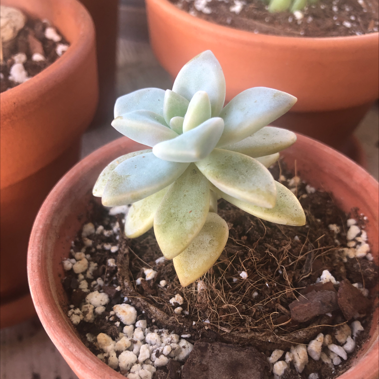 A Graptopetalum succulent in a terracotta pot with some yellowing and browning leaves.