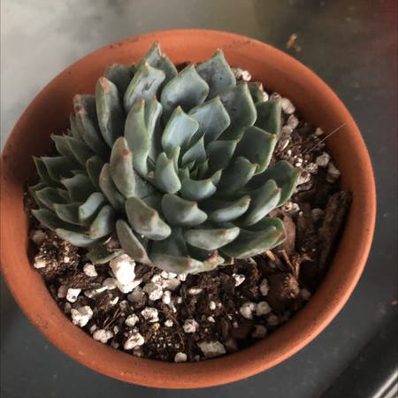 Photo of the plant species Echeveria 'Azulita' by Kfab named Azulita on Greg, the plant care app