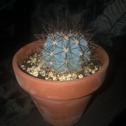 Melocactus azureus plant