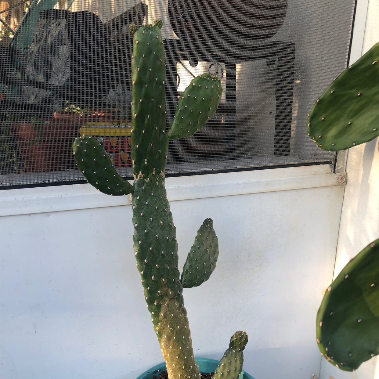 Drooping Prickly Pear cactus in a pot with other plants in the background.