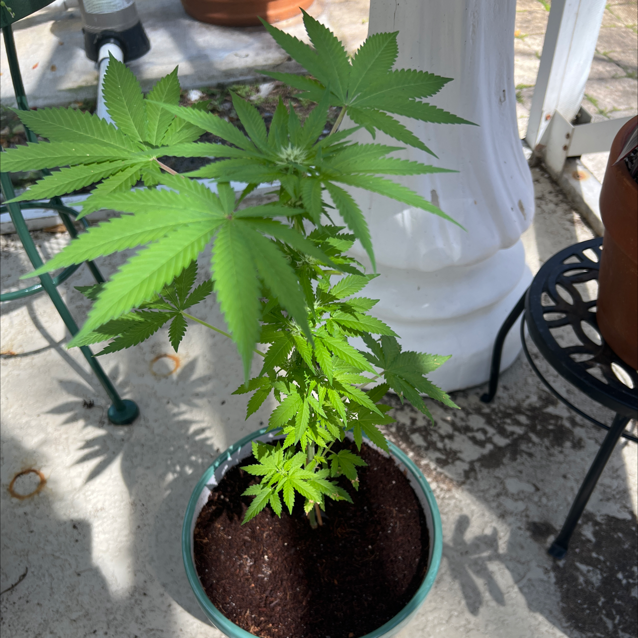Potted Cannabis plant with vibrant green serrated leaves, healthy appearance.