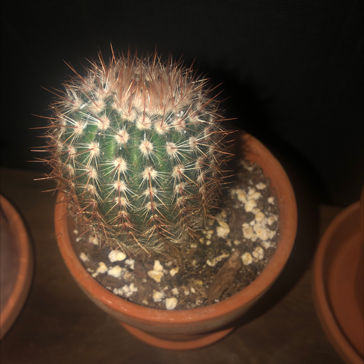 Spiny Pincushion Cactus in a terracotta pot with visible soil.