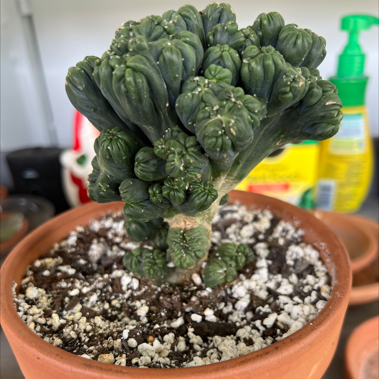 Ming Thing Cactus in a terracotta pot with visible soil and no signs of disease.