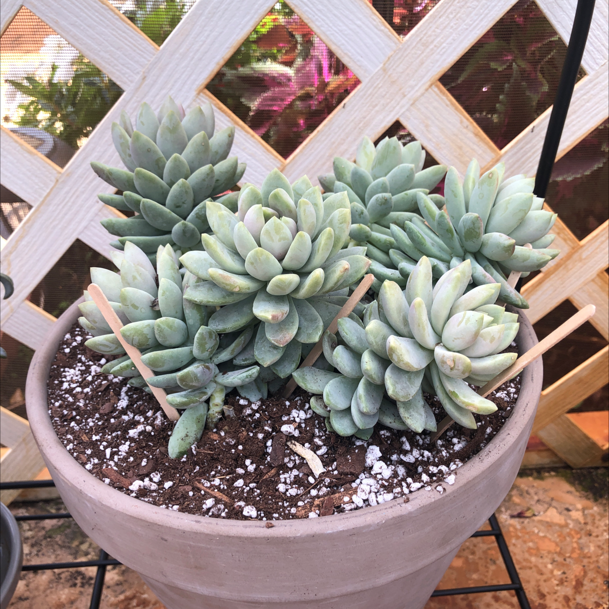 Photo of the plant species Sedeveria 'Lilac Mist' by @Kfab named Donkey on Greg, the plant care app
