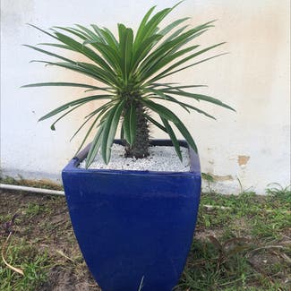 Madagascar Palm plant in Delray Beach, Florida