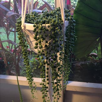 String of Pearls plant in Delray Beach, Florida