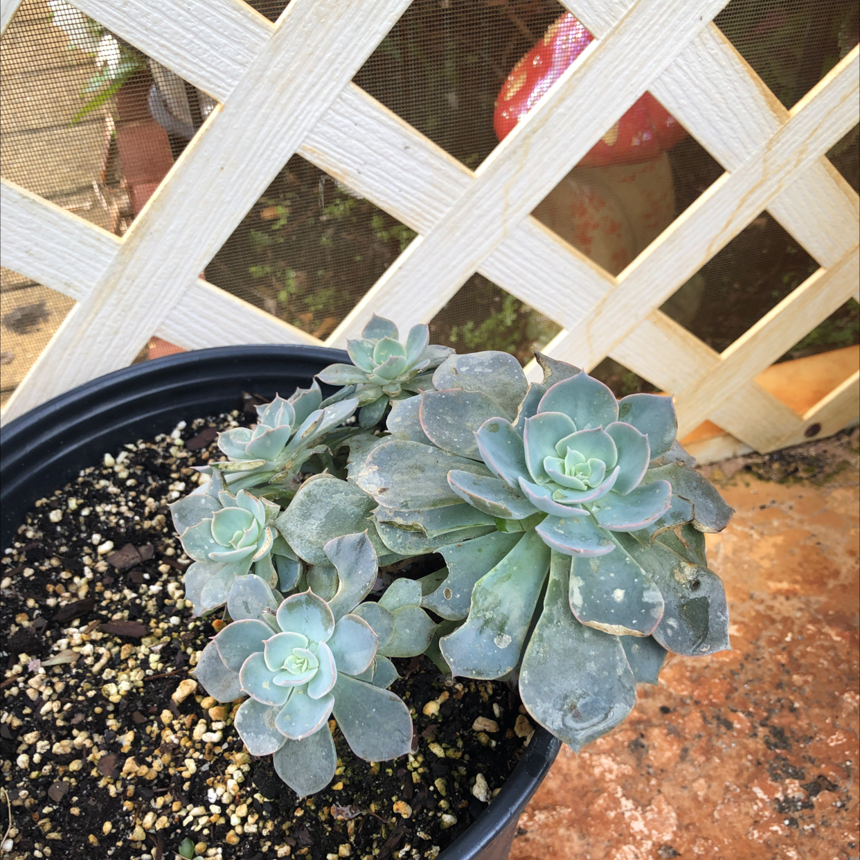Chalk Dudleya plant in a black pot with multiple rosettes and some leaf discoloration.