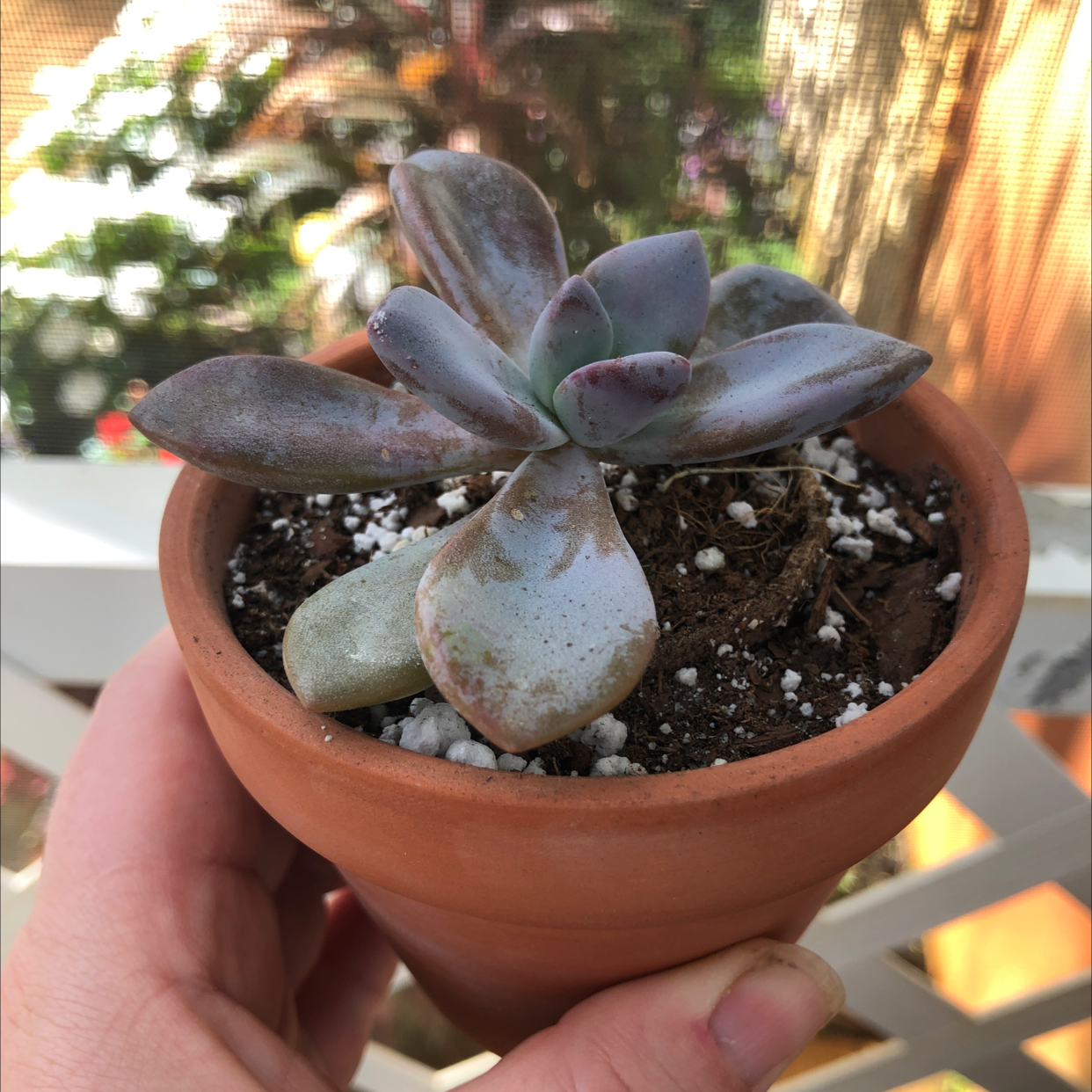 Five Stamen Graptopetalum succulent in a terracotta pot with visible soil and some leaf discoloration.