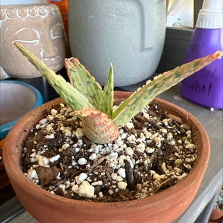 Pink Blush Aloe plant in Delray Beach, Florida