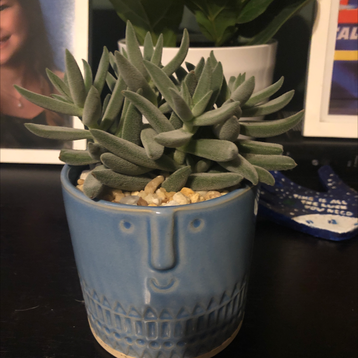 Crassula mesembryanthemoides plant in a blue pot, healthy and well-framed.