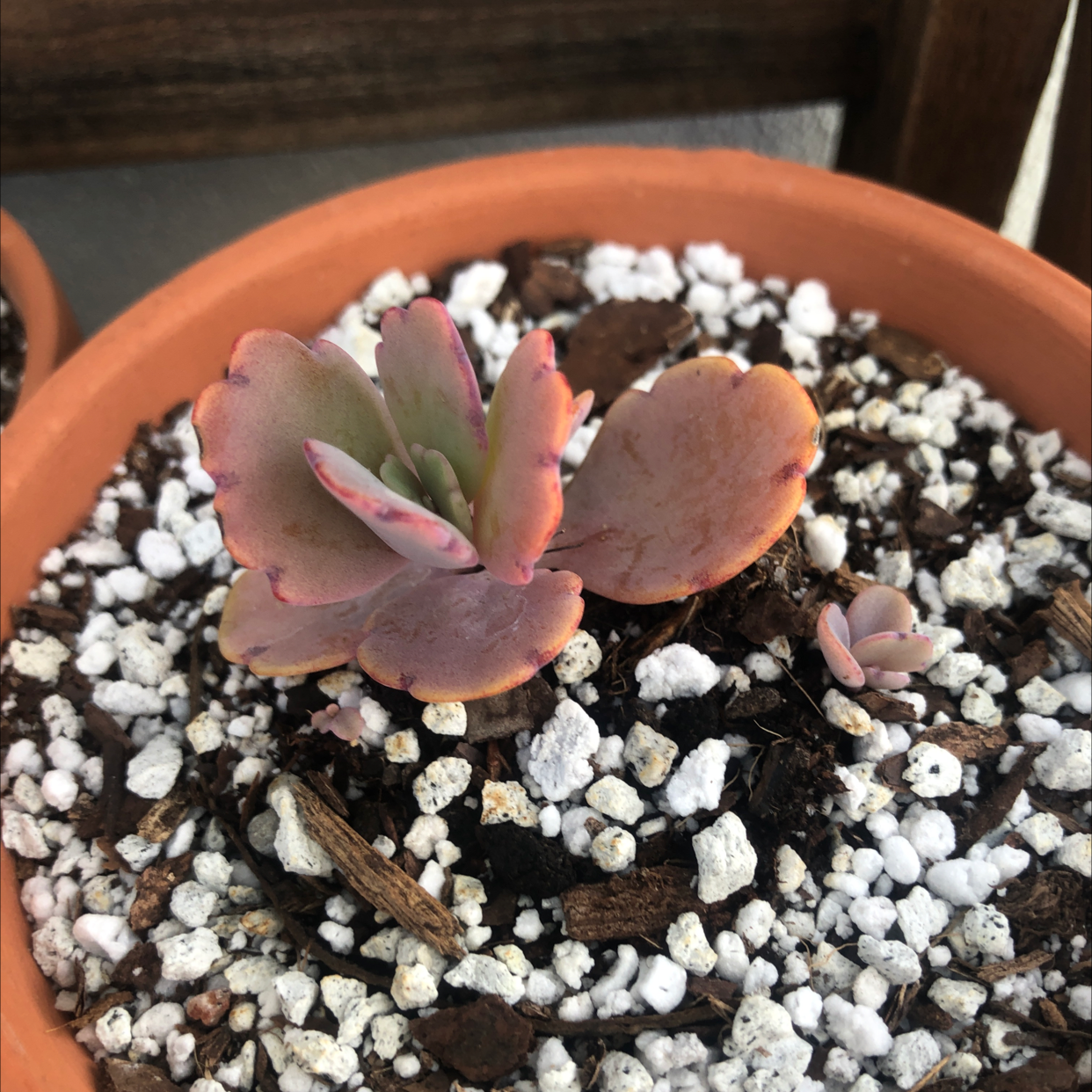 Lavender Scallops succulent in a terracotta pot with visible soil and perlite.