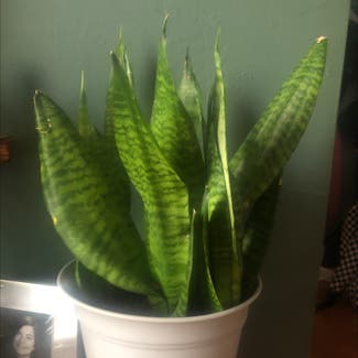 Snake Plant plant in Delray Beach, Florida