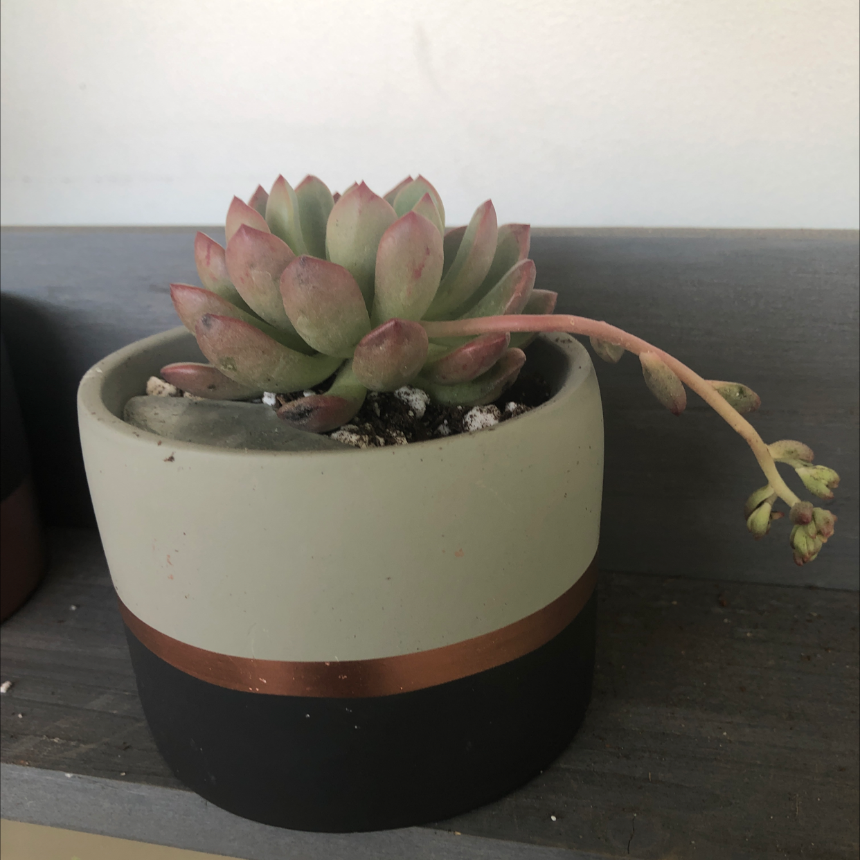 Graptoveria 'Bashful™' succulent in a pot, flowering with a stem extending outwards.