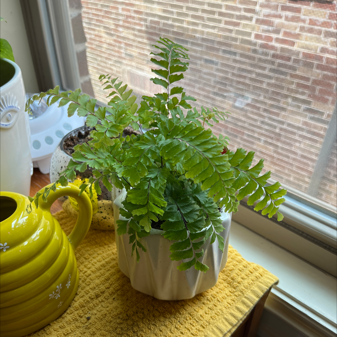 Rough Maidenhair Fern in a white pot on a yellow cloth near a window.