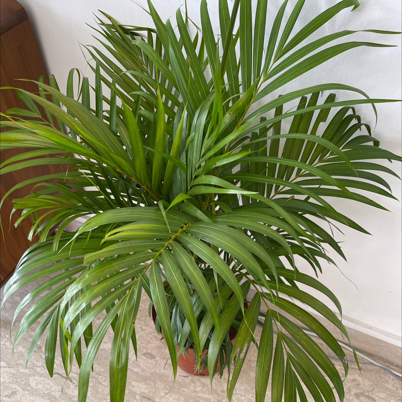 A healthy and thriving cat palm plant with lush green foliage, long feather-like leaves, and no signs of disease or health issues.