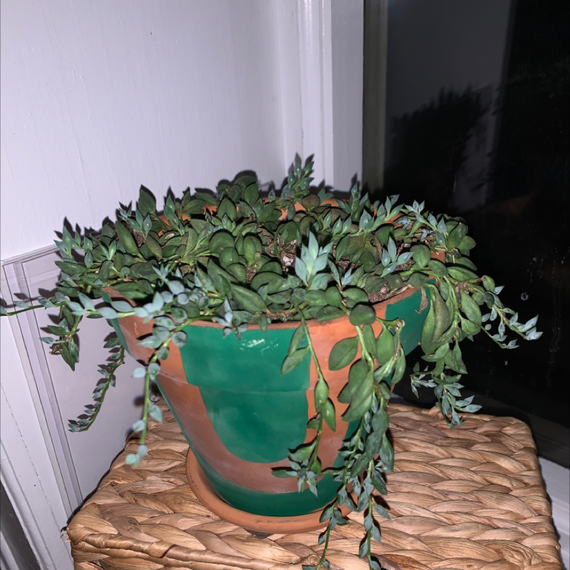 Potted String of Watermelons plant with trailing stems and succulent leaves.