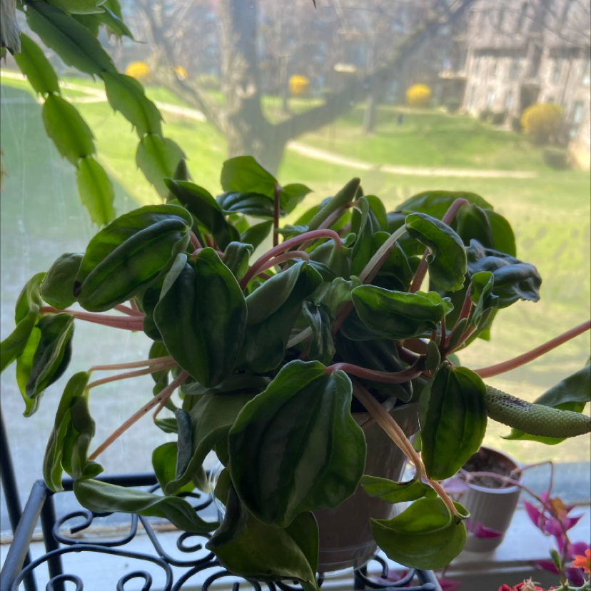 Photo of the plant species Peperomia Dwarf Watermelon by @ZealDeergrass named Pepper on Greg, the plant care app