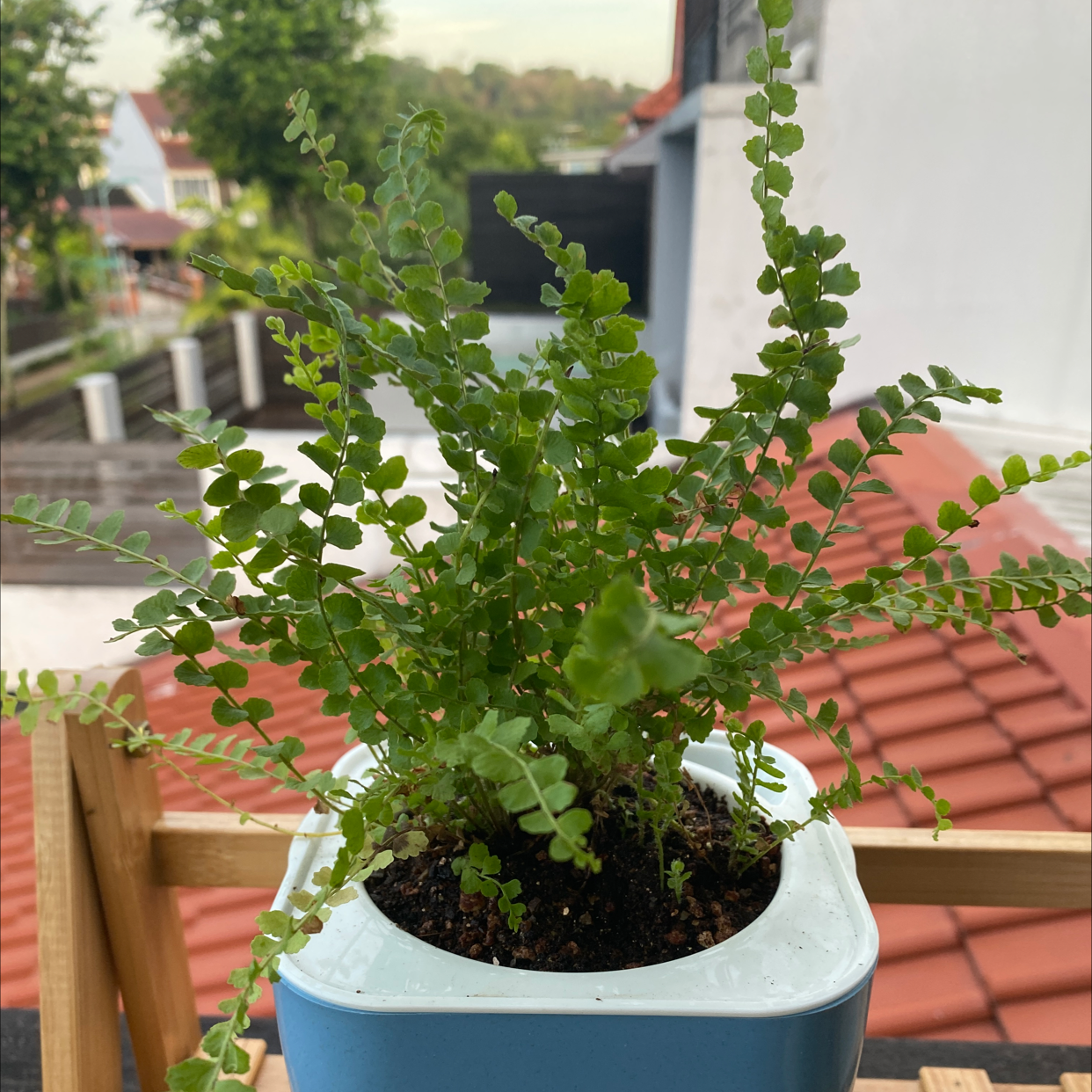 Healthy Erect Sword Fern in blue ceramic pot on balcony, with bright green arching fronds and no discoloration or damage.