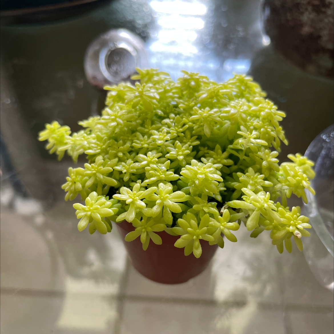 A healthy Spanish Stonecrop plant in a small pot with bright green succulent leaves.