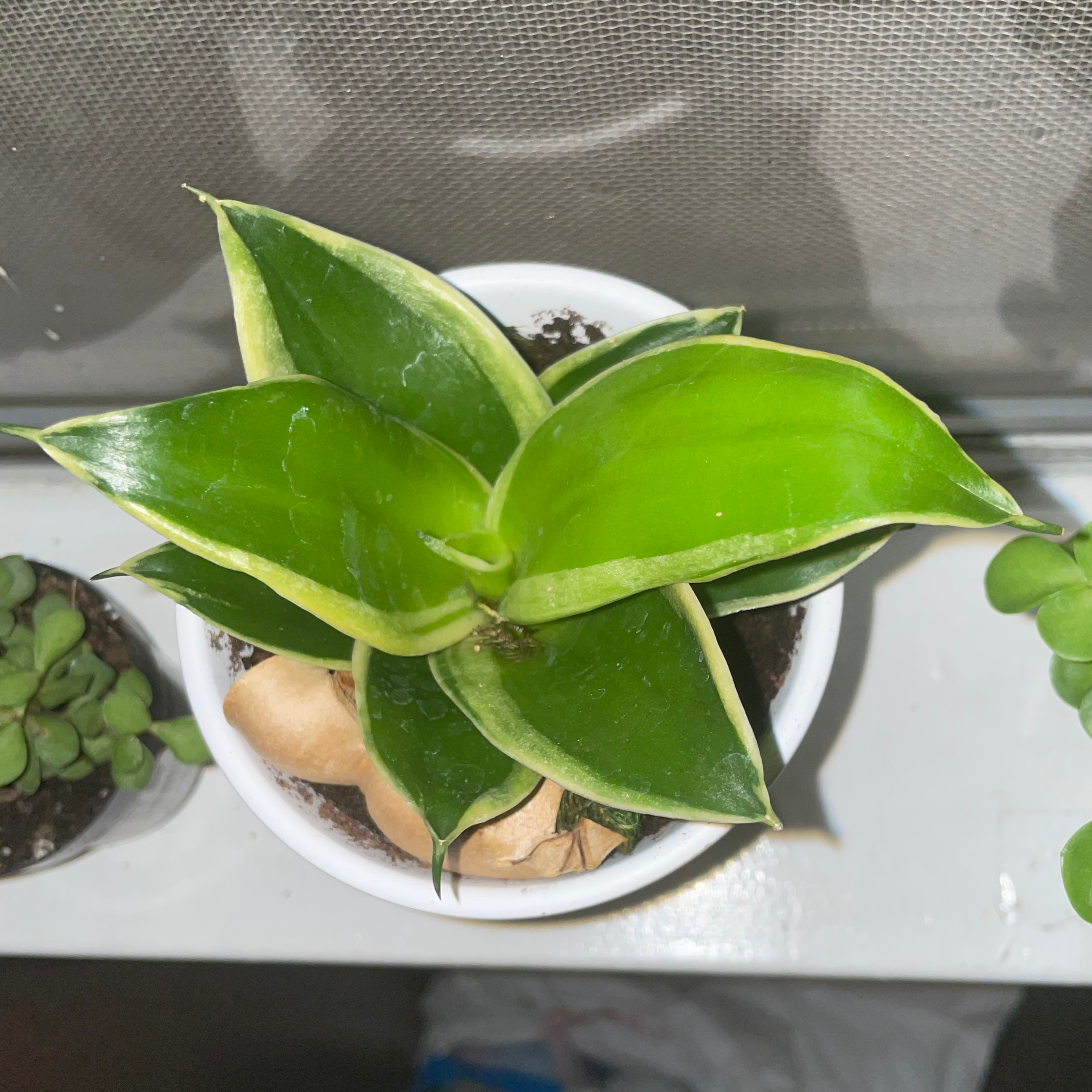 Black Star Snake Plant in a white pot with some browning at the base. Soil is visible.
