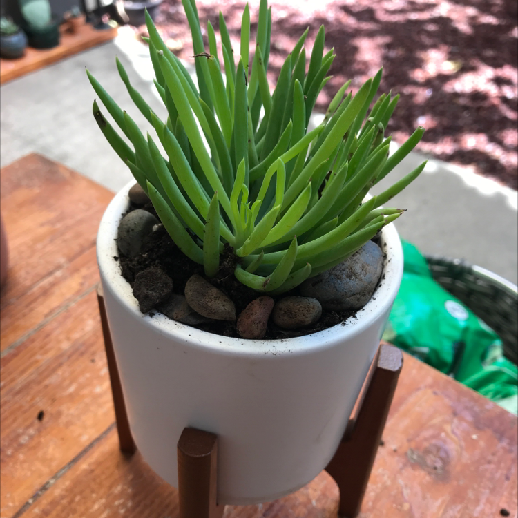 Blue Chalksticks plant in a white pot with a wooden stand, healthy green leaves.